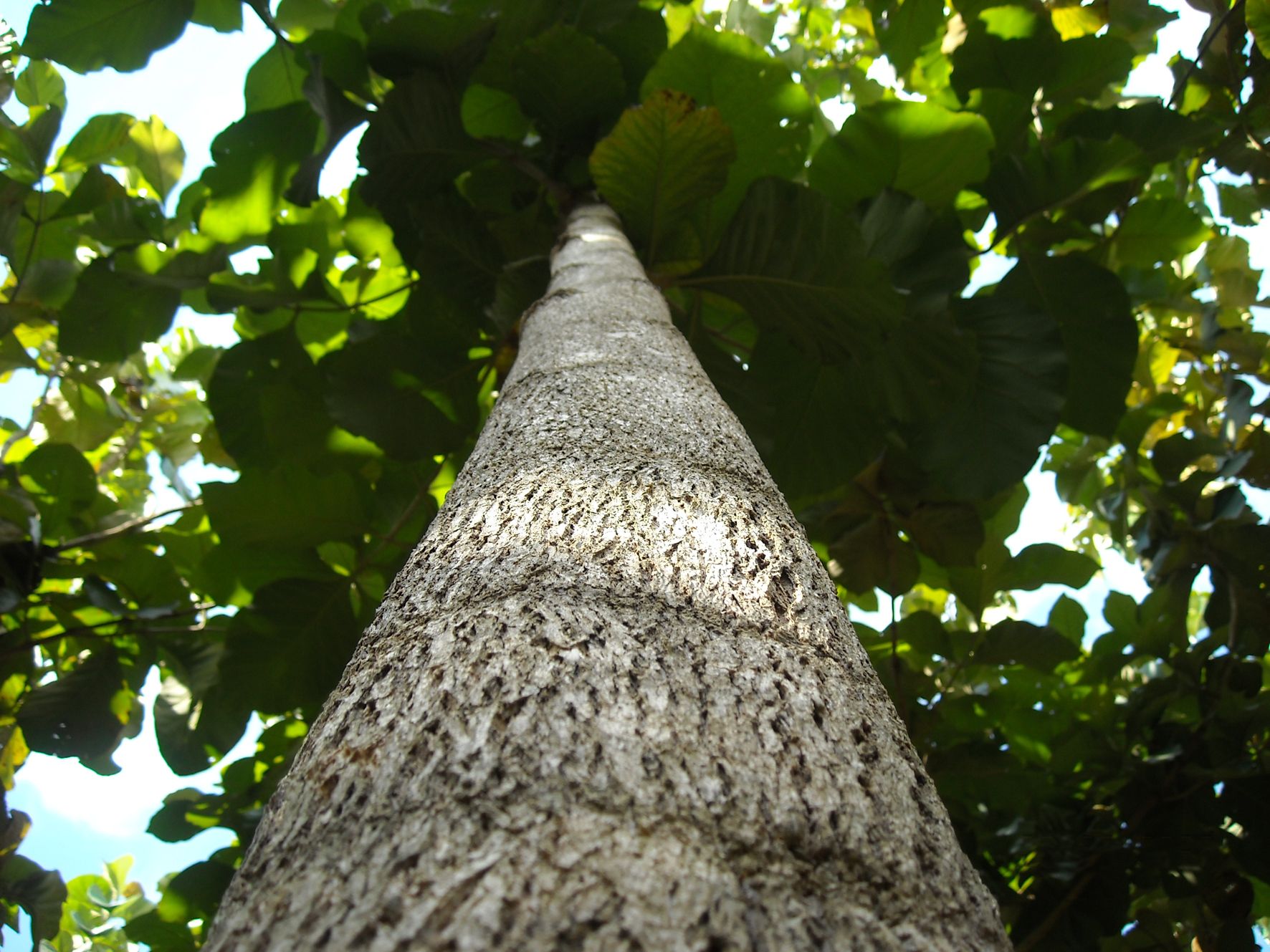 ESA, Teakbaum, regenwald, hilfe, positive nachrichten