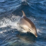 Echolokation in Bilder umgewandelt – was Delfine sehen