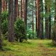 Nachhaltige Forstwirtschaft: Zurück zur Natur, zurück zum Mischwald