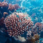 Hawaii: Korallenriffe vor Oahu erholen sich wieder