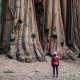 Mammutbäume überleben Waldbrand in Kalifornien