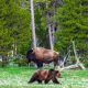 Montana: Bisons kehren in den Schutz der Indianer zurück