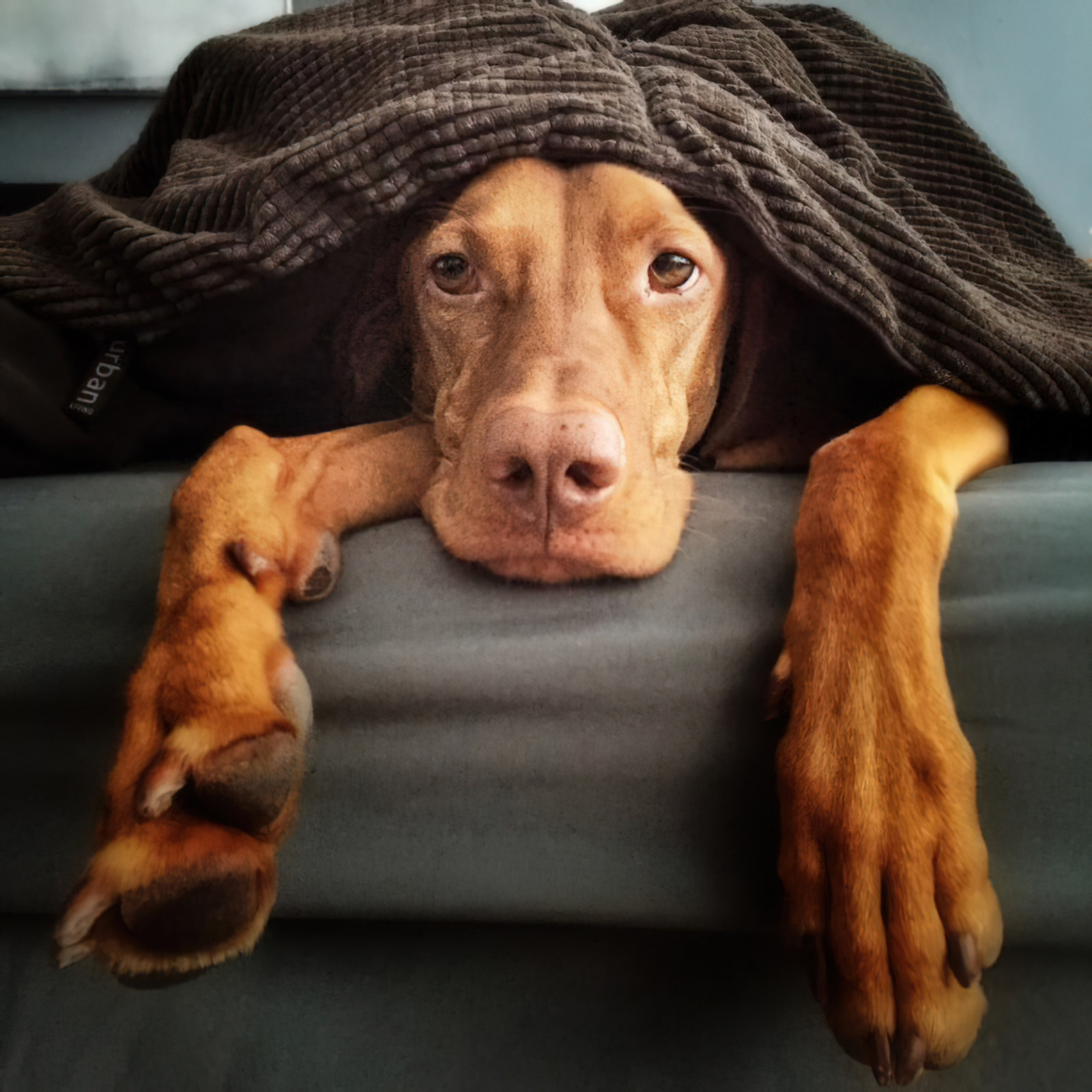 Eine Dogge mit rotbraunem Fell versteckt sich unter einer Decke auf dem Sofa und schaut unter ihr hervor 