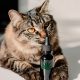 CBD für Haustiere? Vollständiger Überblick, wie CBD Öl Haustieren und ihren Besitzern helfen kann