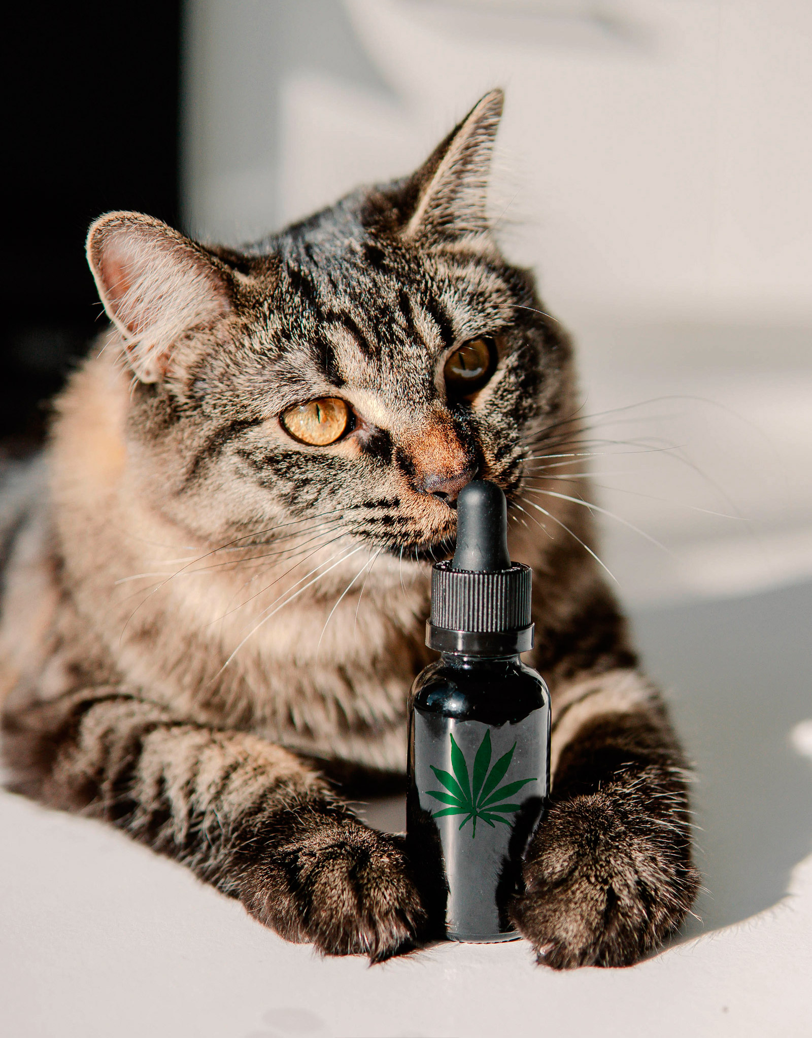 Eine getigerte Katze hält ein Fläschchen mit CBD-Öl zwischen ihren Pfoten und schnüffelt daran