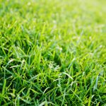 Graspapier: Papier aus Gras – eine nachhaltige Alternative
