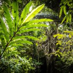 Zerstörte Urwälder erholen sich in 20 Jahren ohne menschlichen Einfluss