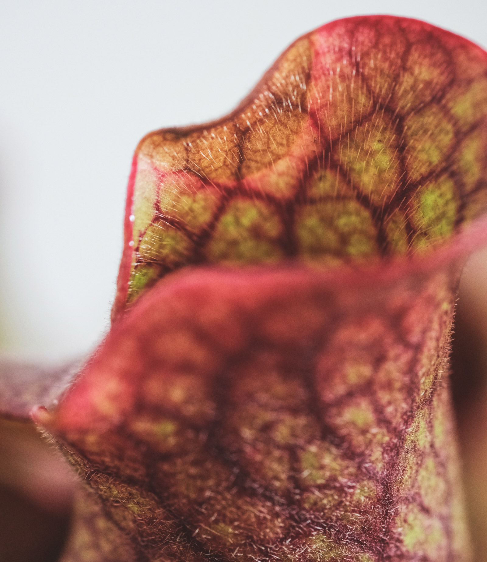 Nahaufnahme der Blätter einer Sarracenia purpurea