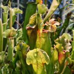 Sarracenia purpurea: Fleischfressende Pflanze heilt Pocken