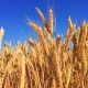 Argentinien: Provinzgericht verbietet den Anbau von Gentech-Weizen