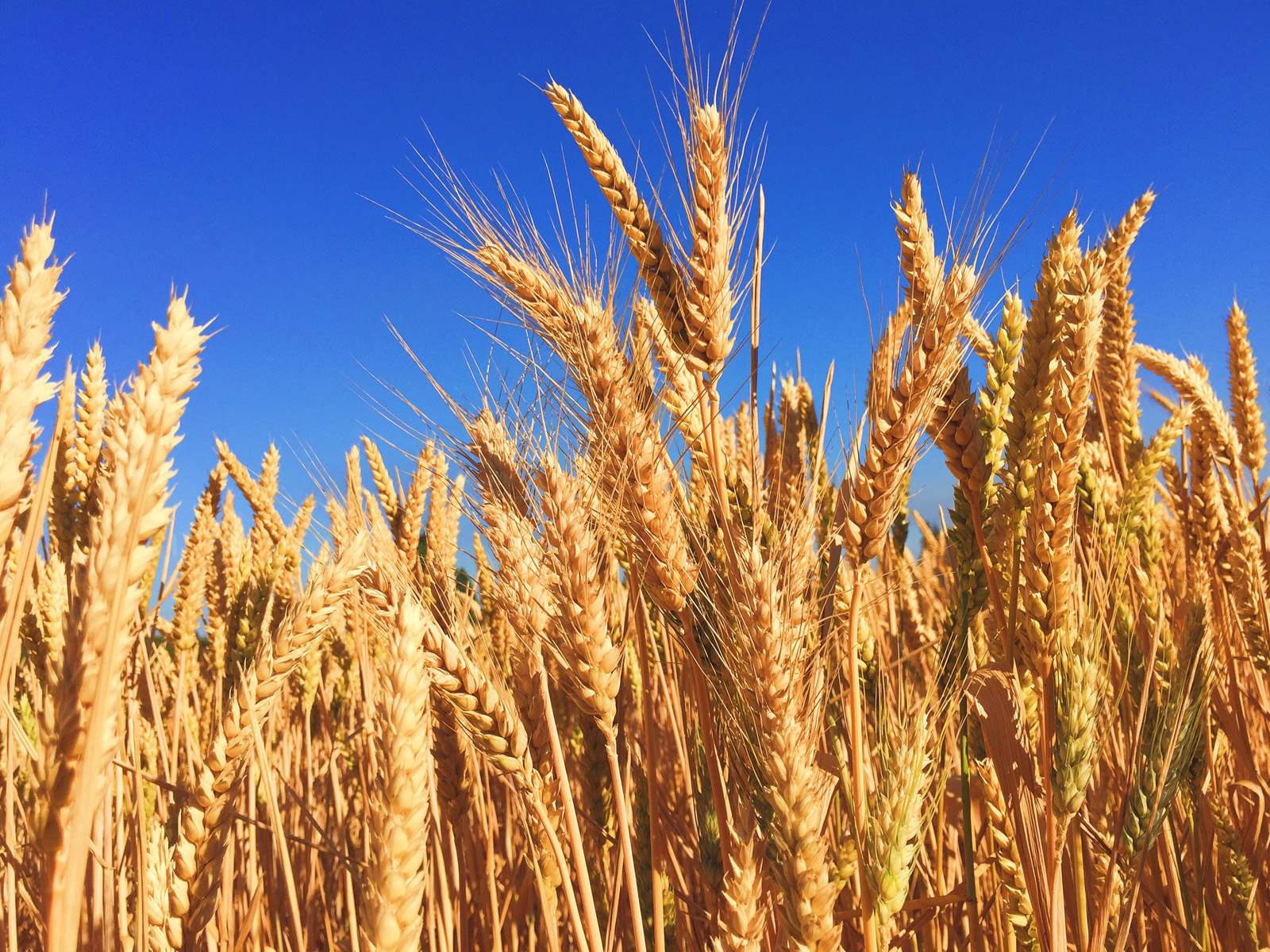 Reifer Weizen auf einem Feld aus der Nähe fotografiert und im Hintergrund strahlend blauer Himmel