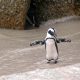 Pinguin schwimmt jedes Jahr 5000 Meilen um seinen Retter zu besuchen