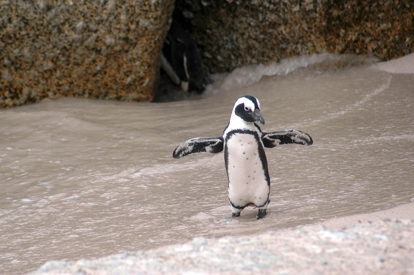 Magellan-Pinguin der mit offenen Flügeln an einem Strand entlangläuft