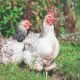 Mobilstall: Die Hühnerhaltung wird immer tiergerechter