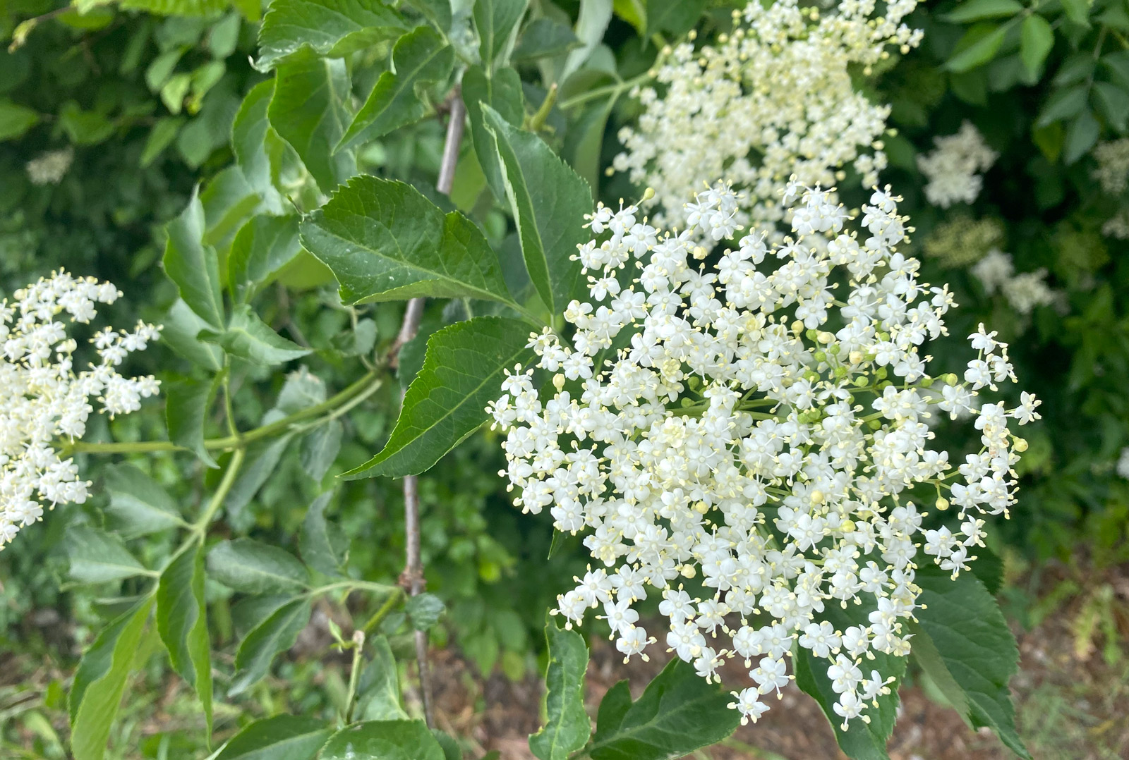 Die weißen Blüten des Holunders an einem Hollerbusch