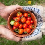 Solidarische Landwirtschaft: Glückliche Bauern ackern für glückliche Verbraucher
