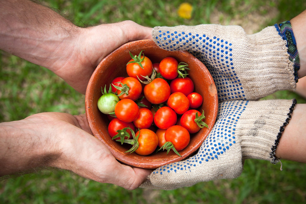 Mittig befindet sich eine Schüssel voll Tomaten, diese werden von zwei nackten Händen links und zwei mit Arbeitshandschuhen bedeckten Händen rechts gegriffen - die Schüssel wird vom Bauern zum Verbraucher weitergegeben