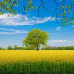 Agroforstwirtschaft - Landwirtschaft holt Bäume zurück